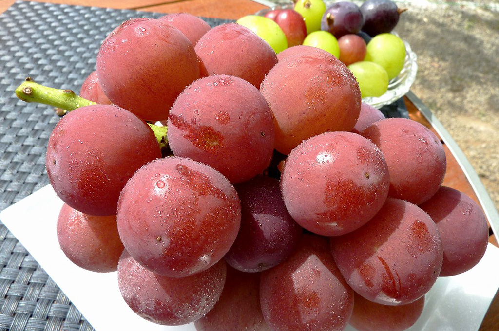 一粒が大きいもので約20g以上となるゴルビーは 数ある葡萄の中でもトップクラス。大粒でとても甘くジューシー。