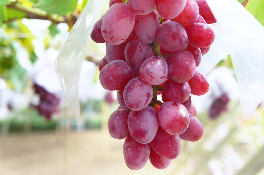 甲斐路は鮮やかな紅色、華やかなマスカットの香りをもつ品の良さから 「葡萄の女王」とも呼ばれています。