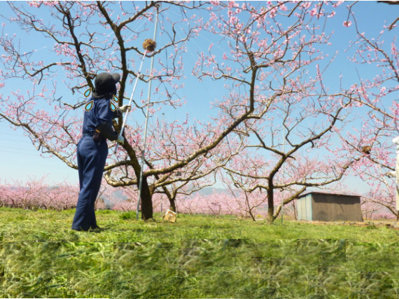 受粉作業。春には桃源郷が広がります