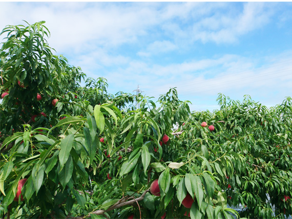 広大な栽培面積の中、太陽の光をたっぷり注ぎ栽培された桃を使いました。