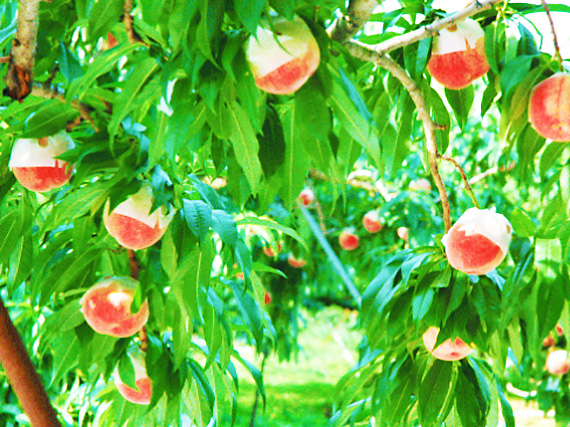 ジュースに使用する桃は食べごろになるまで熟成した桃を使っています。